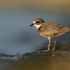 Kulik pisecny - Charadrius hiaticula - Common Ringed Plover 2356